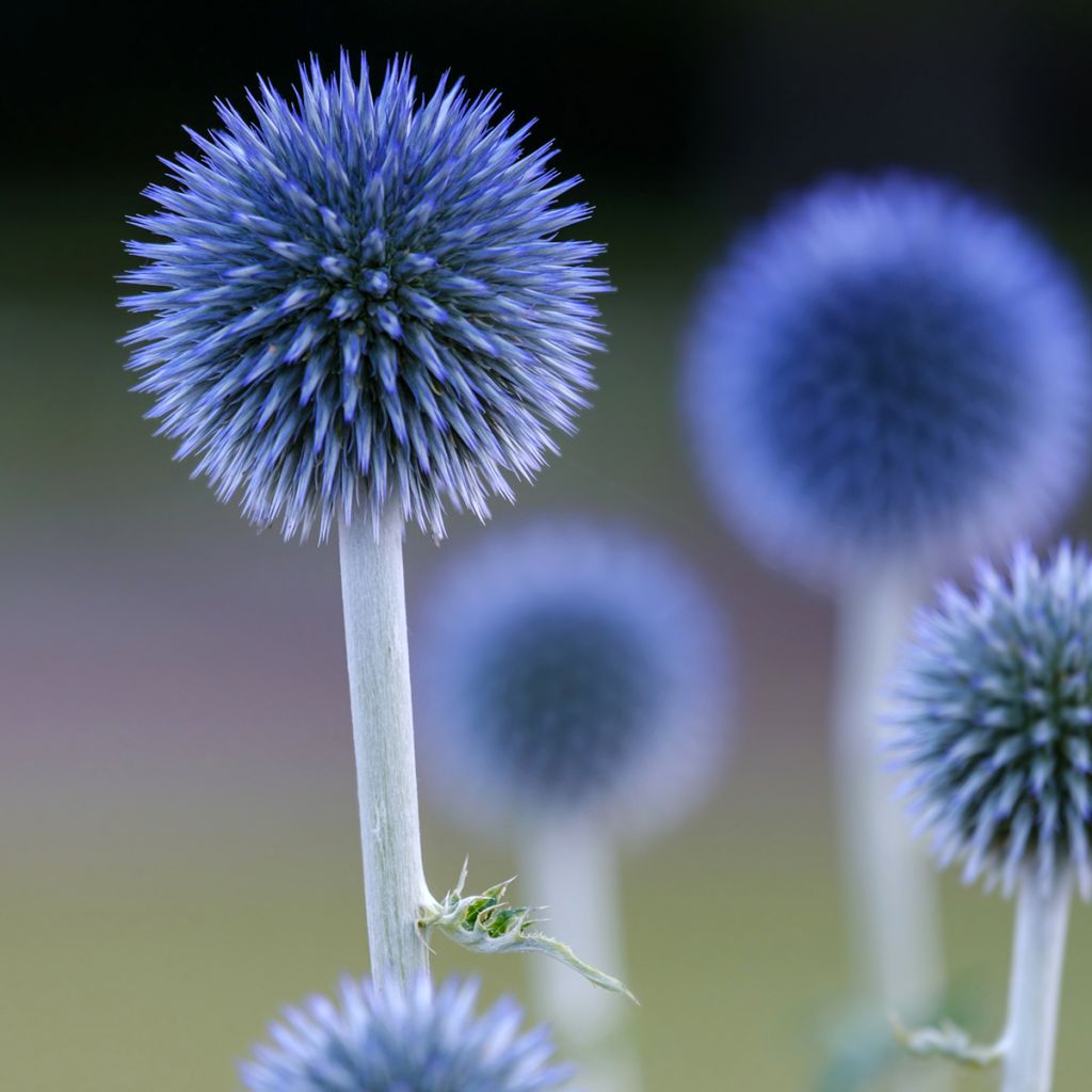 Echinops ritro Veitch’s Blue - Cardo de erizo