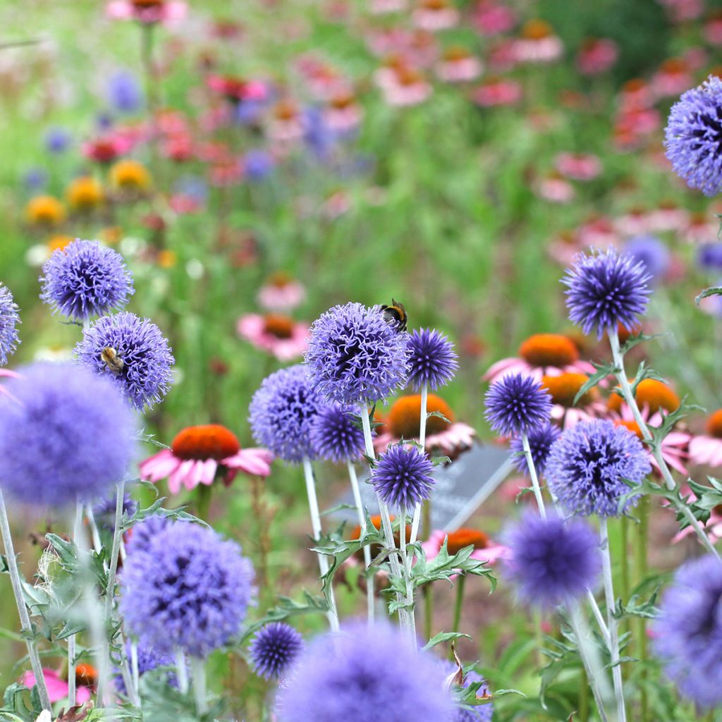 Echinops ritro Veitch’s Blue - Cardo de erizo