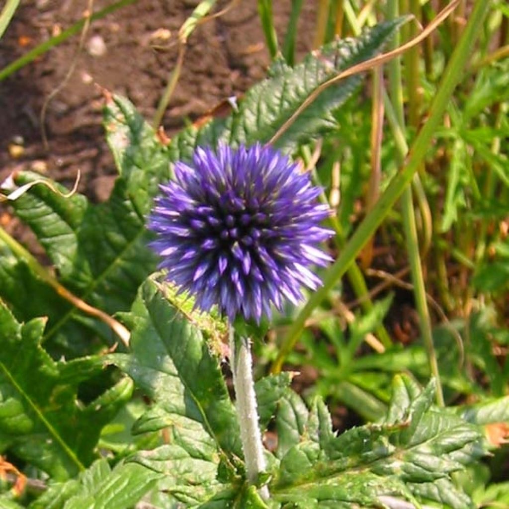 Chardon boule - Echinops ritro