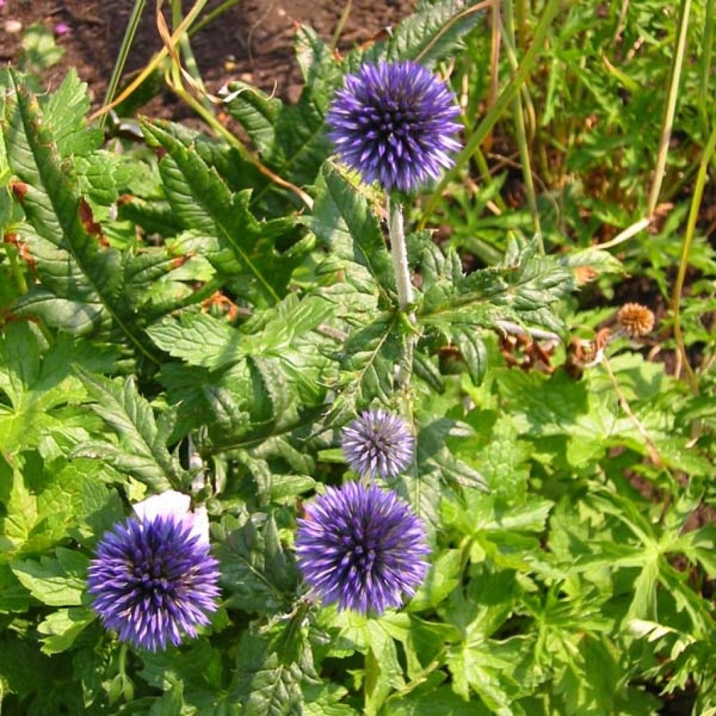 Chardon boule - Echinops ritro