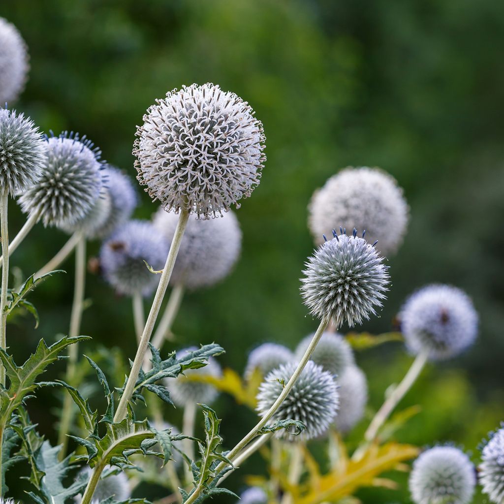 Echinops sphaerocephalus - Cardo cabezón