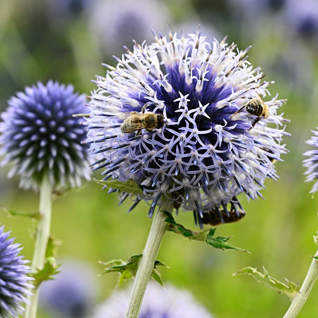 Echinops sphaerocephalus - Cardo cabezón