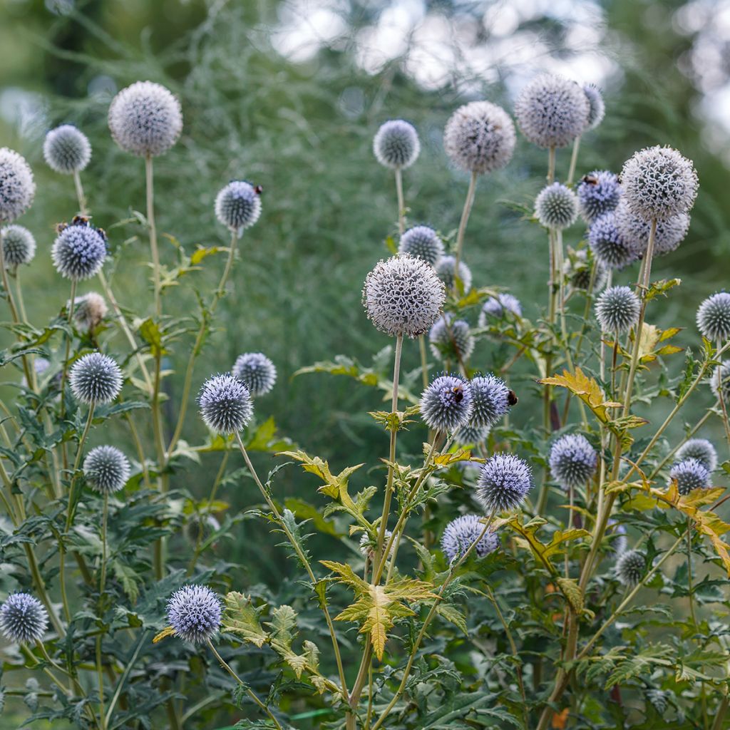 Echinops sphaerocephalus - Cardo cabezón