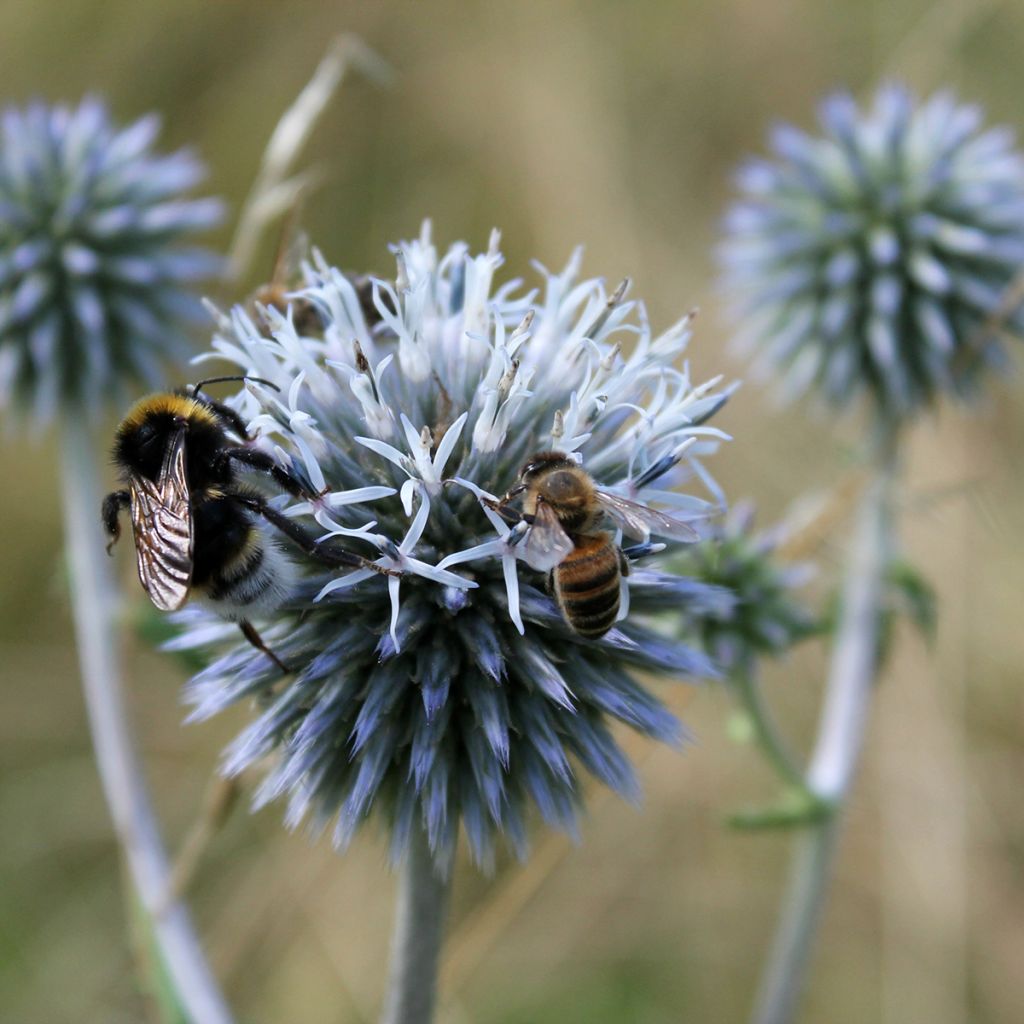 Echinops sphaerocephalus - Cardo cabezón