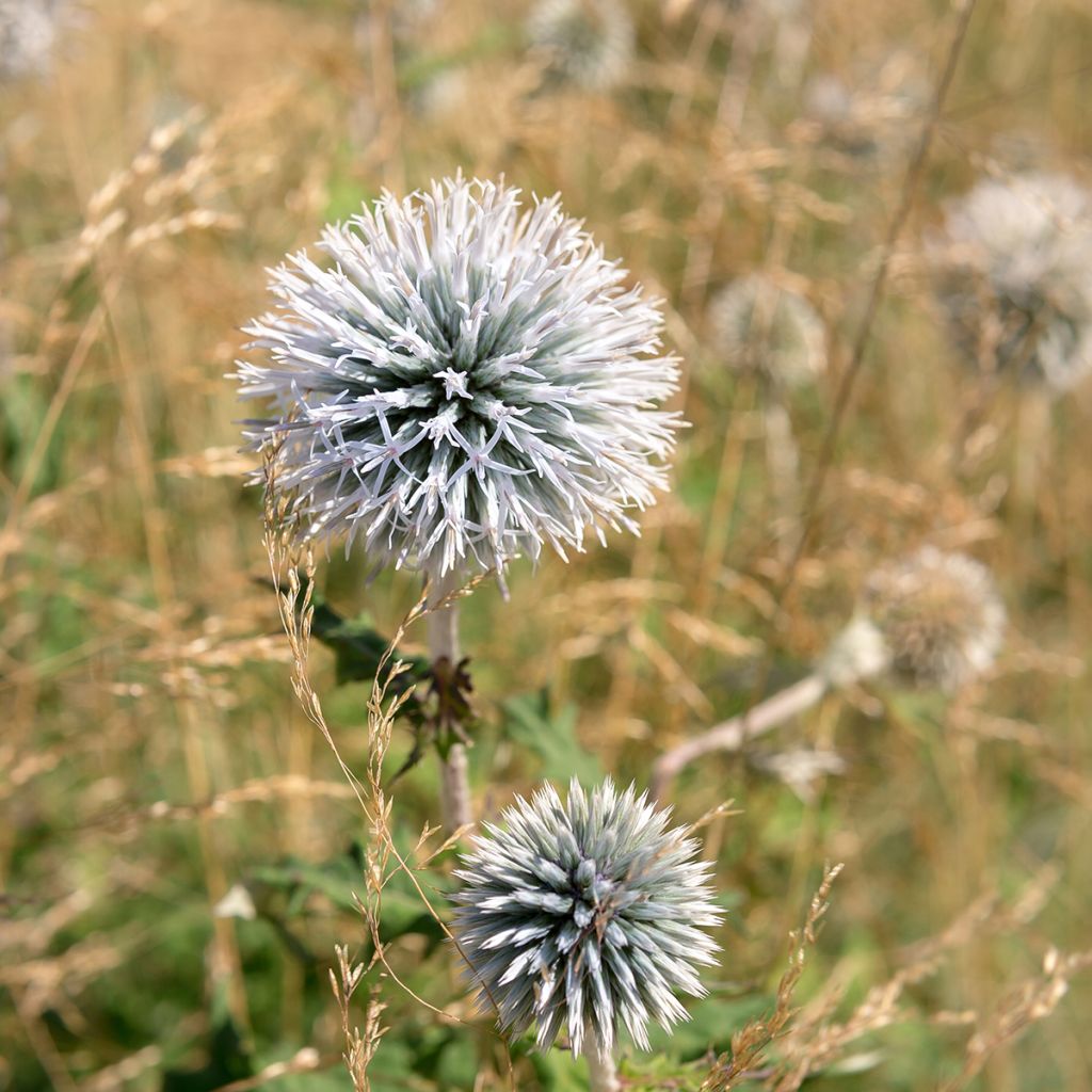 Echinops sphaerocephalus - Cardo cabezón