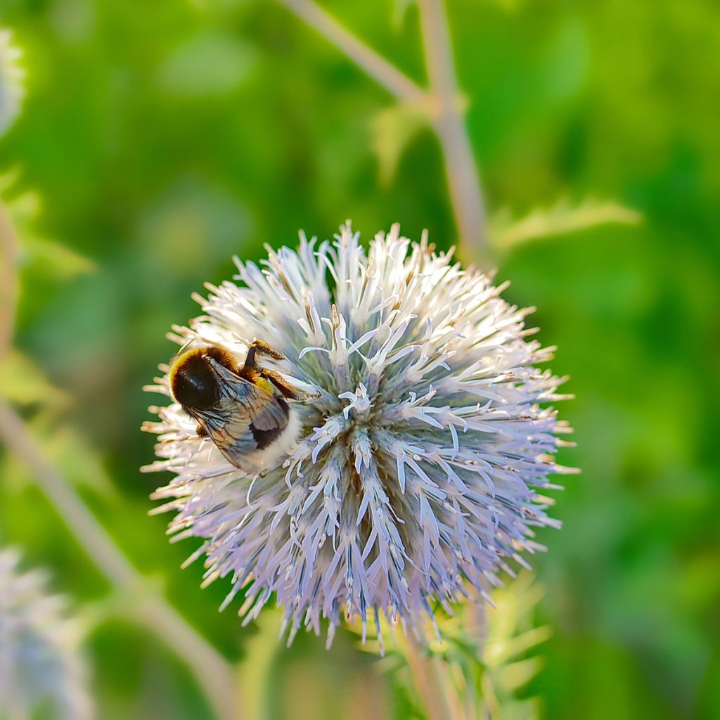 Echinops sphaerocephalus - Cardo cabezón