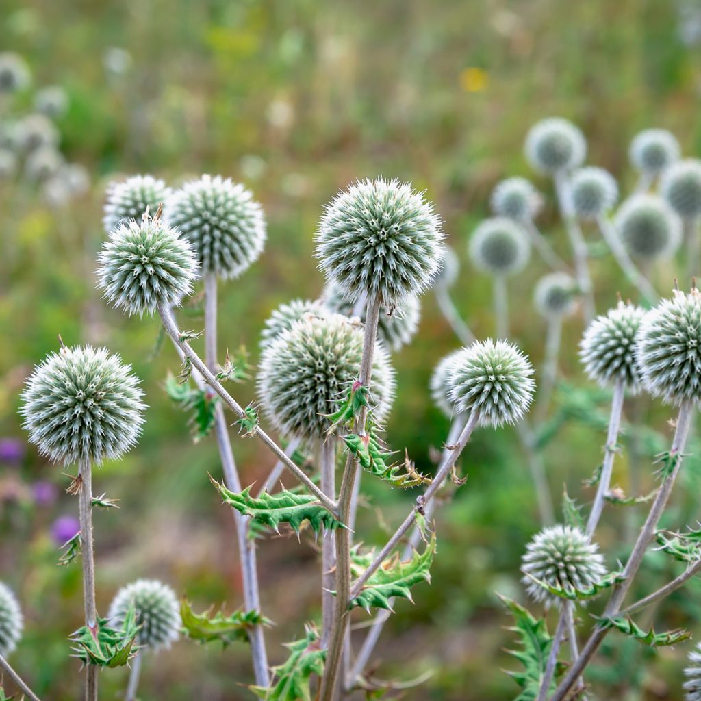 Echinops sphaerocephalus - Cardo cabezón