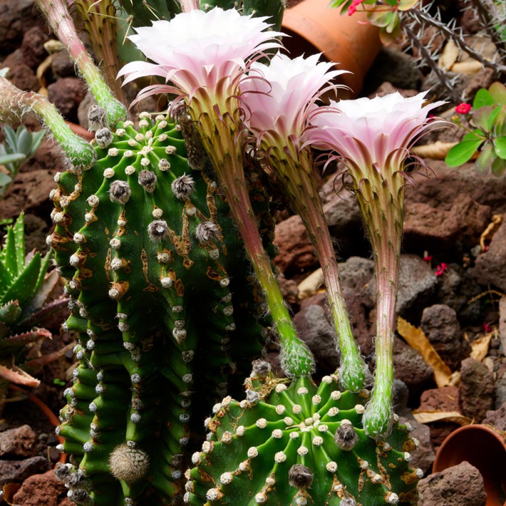 Echinopsis multiplex - Cactus