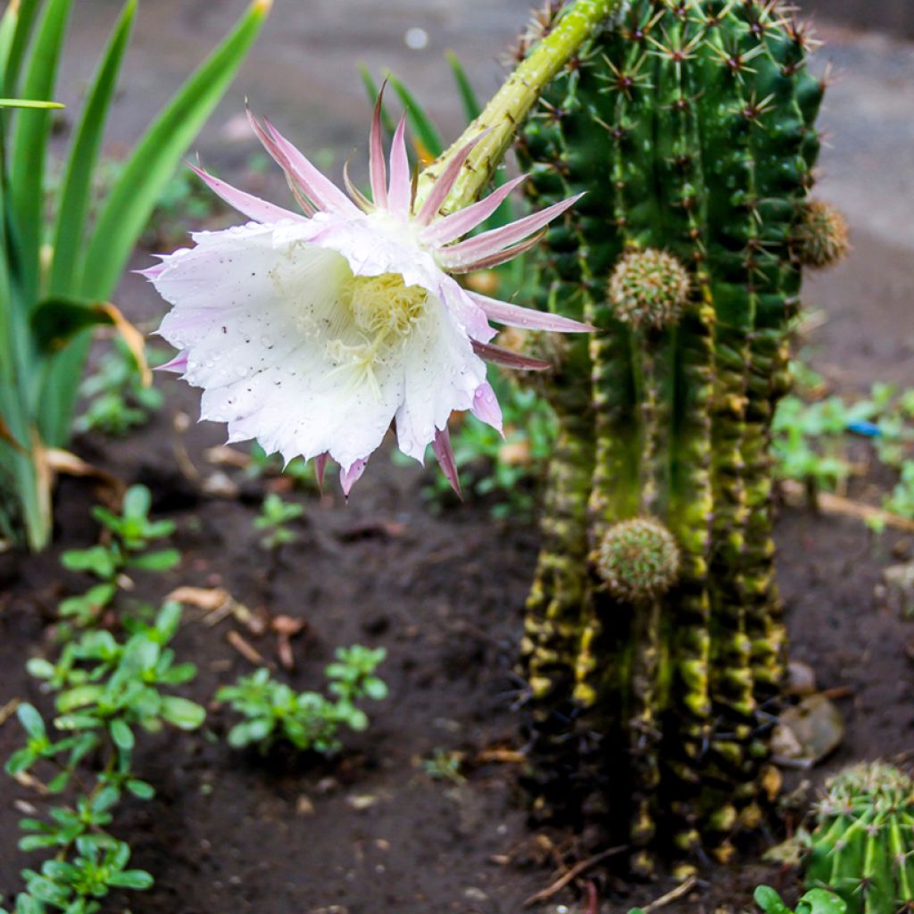 Echinopsis multiplex - Cactus