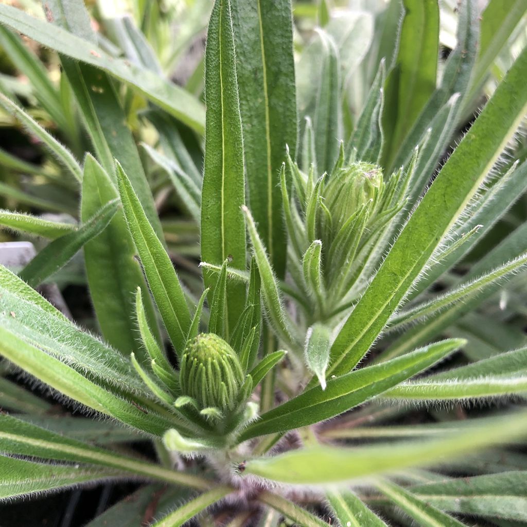 Echium amoneum Red Fathers - Tajinaste