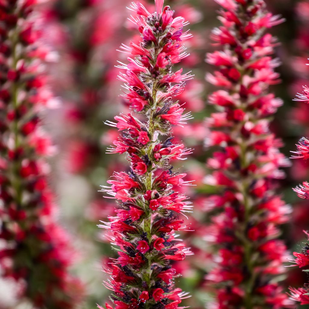 Echium amoneum Red Fathers - Tajinaste