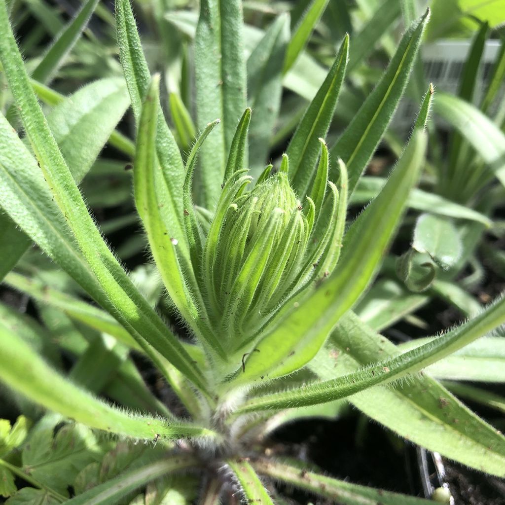 Echium amoneum Red Fathers - Tajinaste