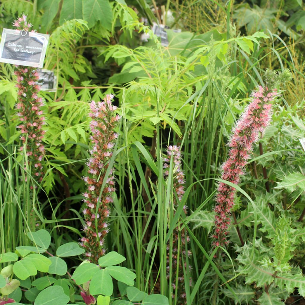 Echium amoneum Red Fathers - Tajinaste