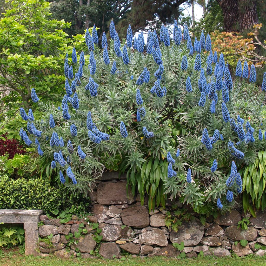 Echium fastuosum (candicans) - Vipérine de Madère.