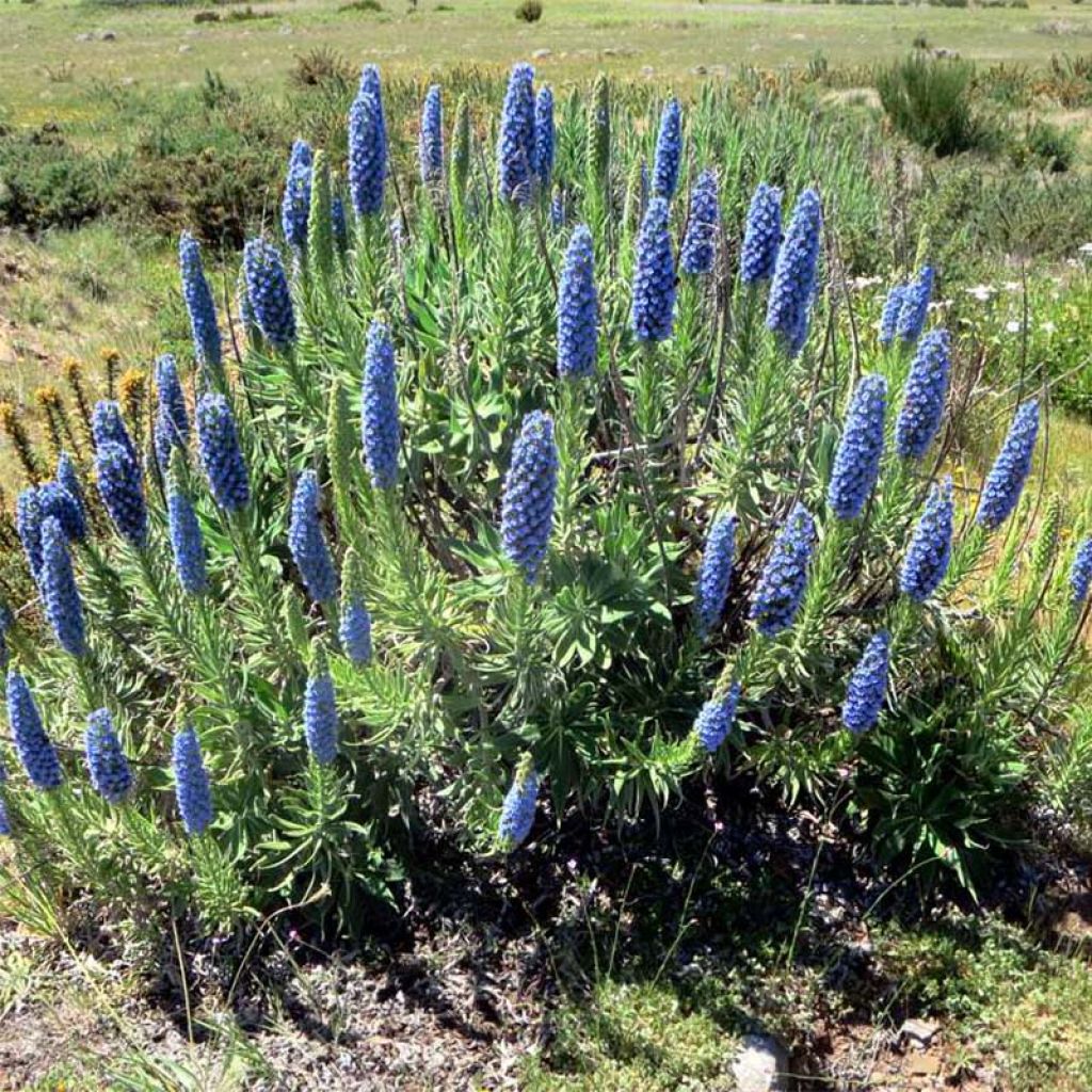 Echium fastuosum (candicans) - Vipérine de Madère.