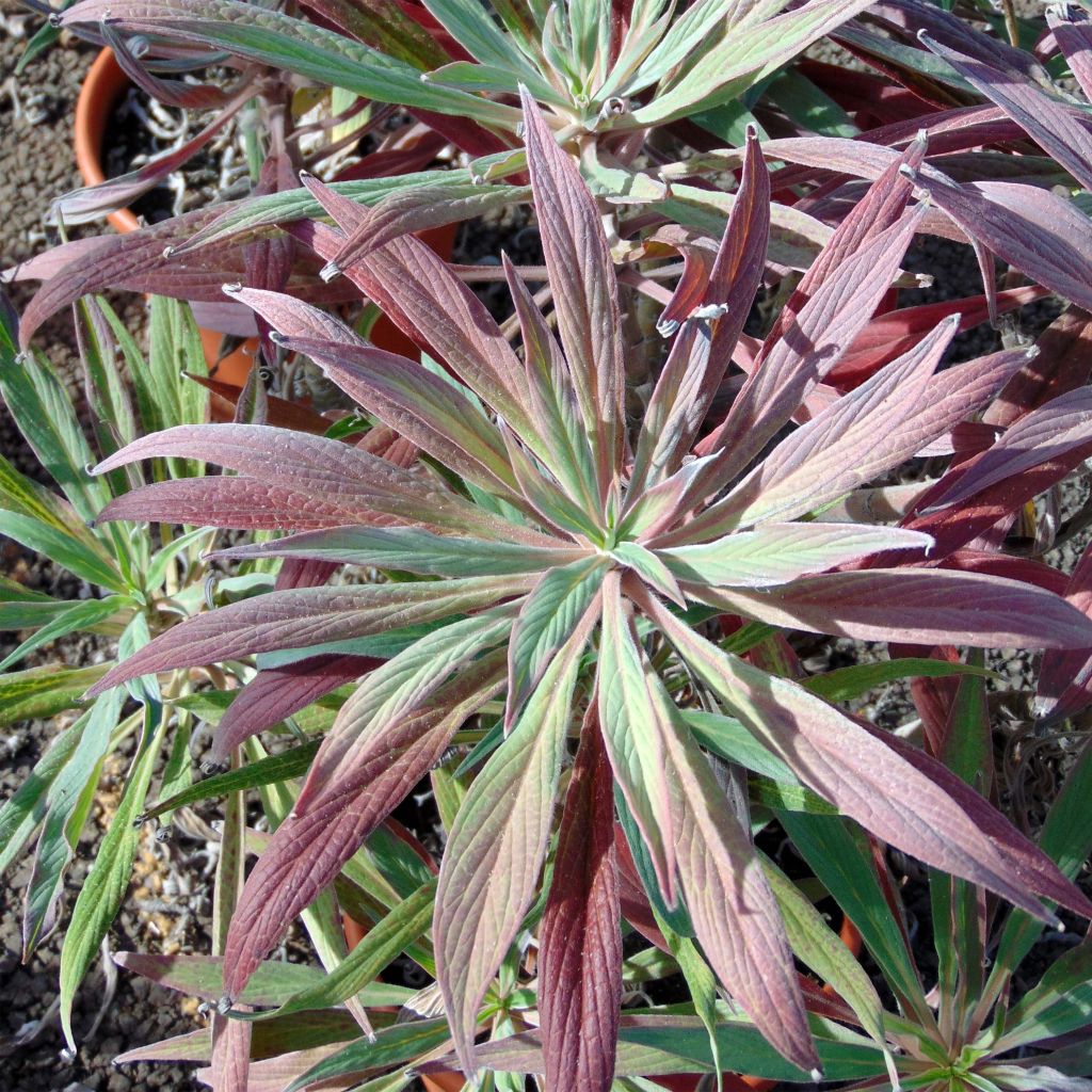 Echium fastuosum (candicans) - Vipérine de Madère.