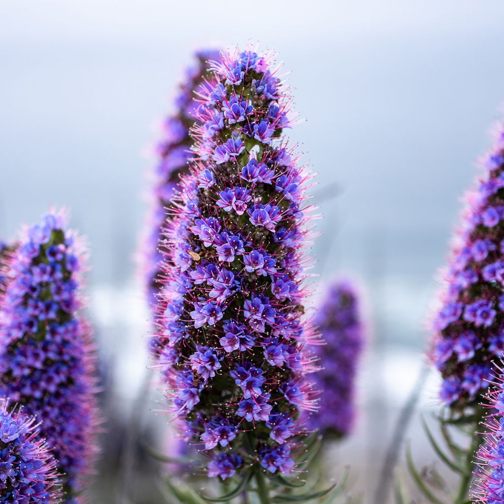 Echium candicans - Tajinaste blanco