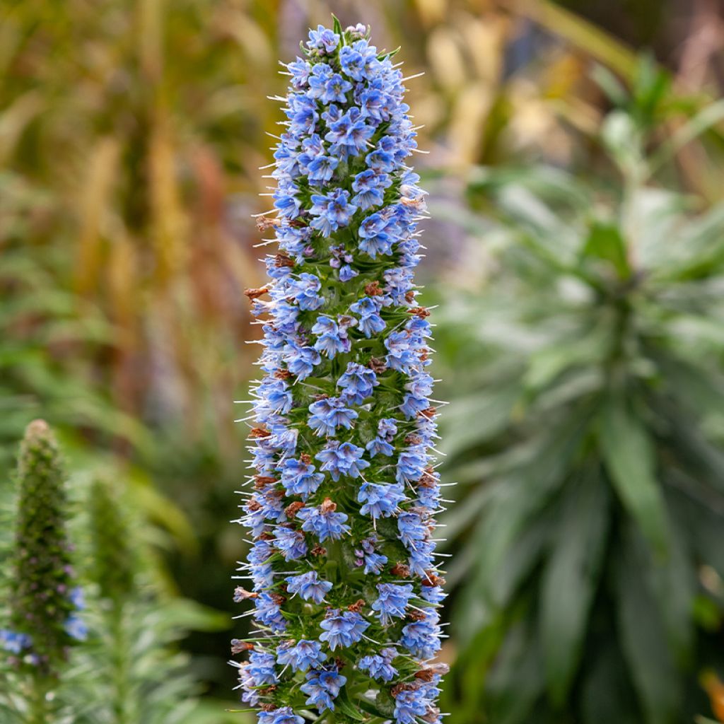 Echium candicans - Tajinaste blanco