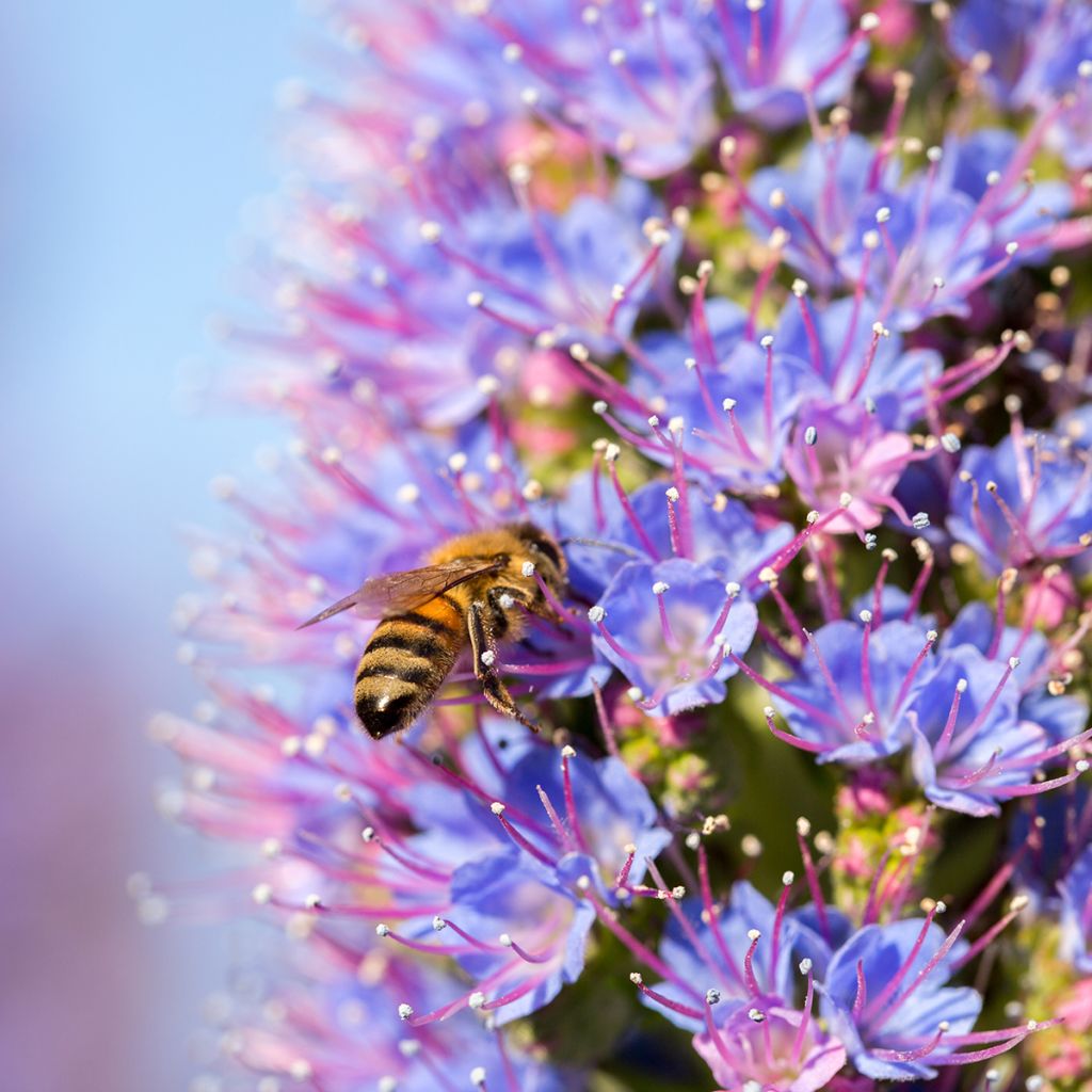 Echium candicans - Tajinaste blanco