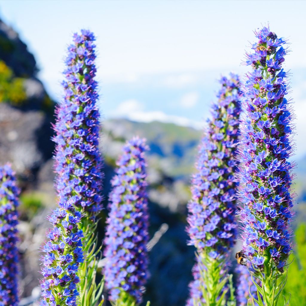 Echium candicans - Tajinaste blanco