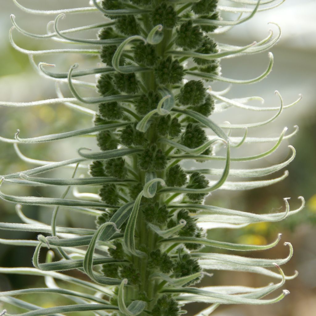 Echium candicans - Tajinaste blanco