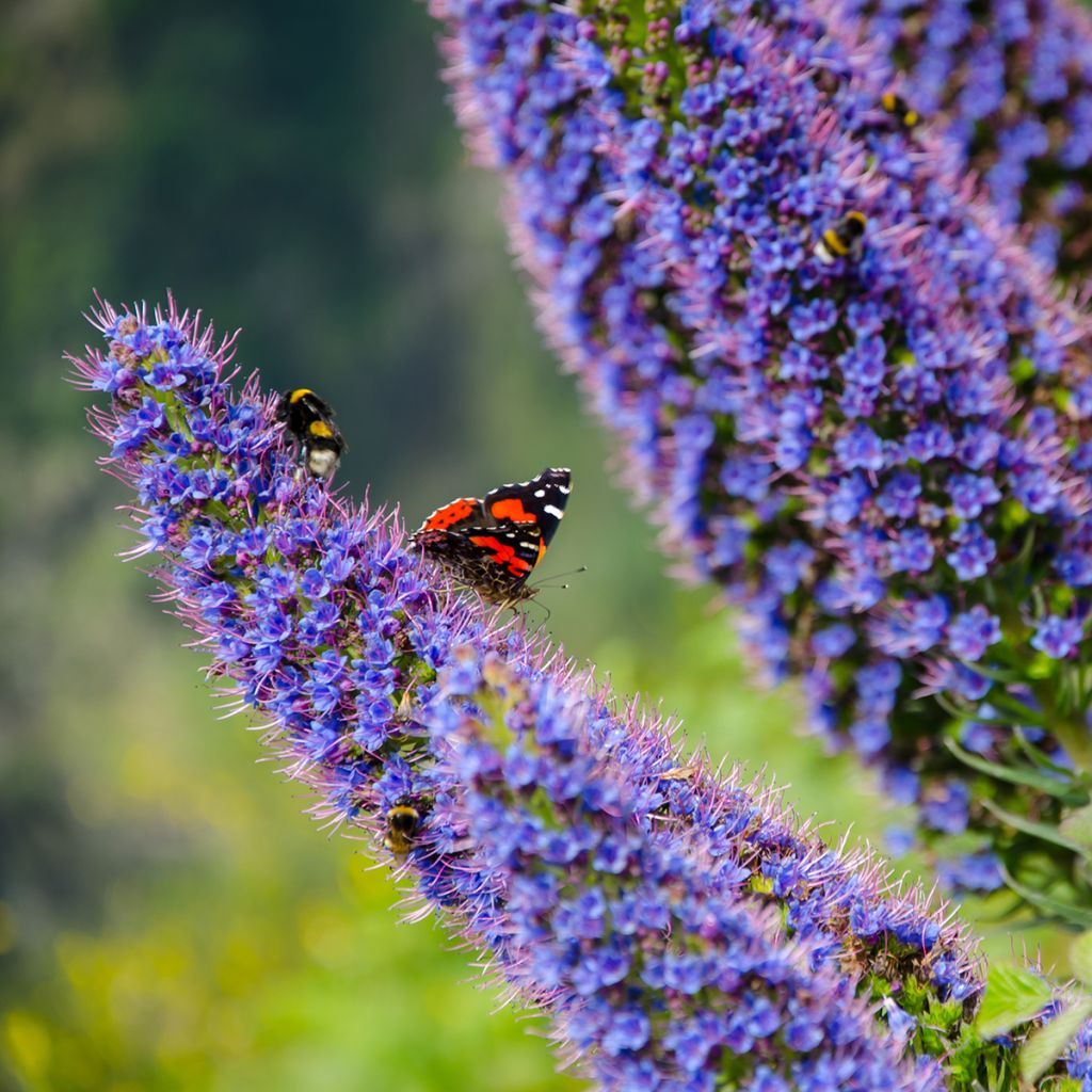 Echium candicans - Tajinaste blanco