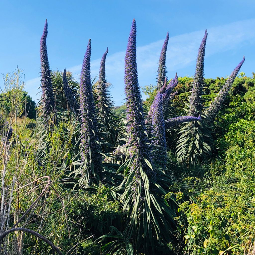 Echium pininana - Tajinaste azul