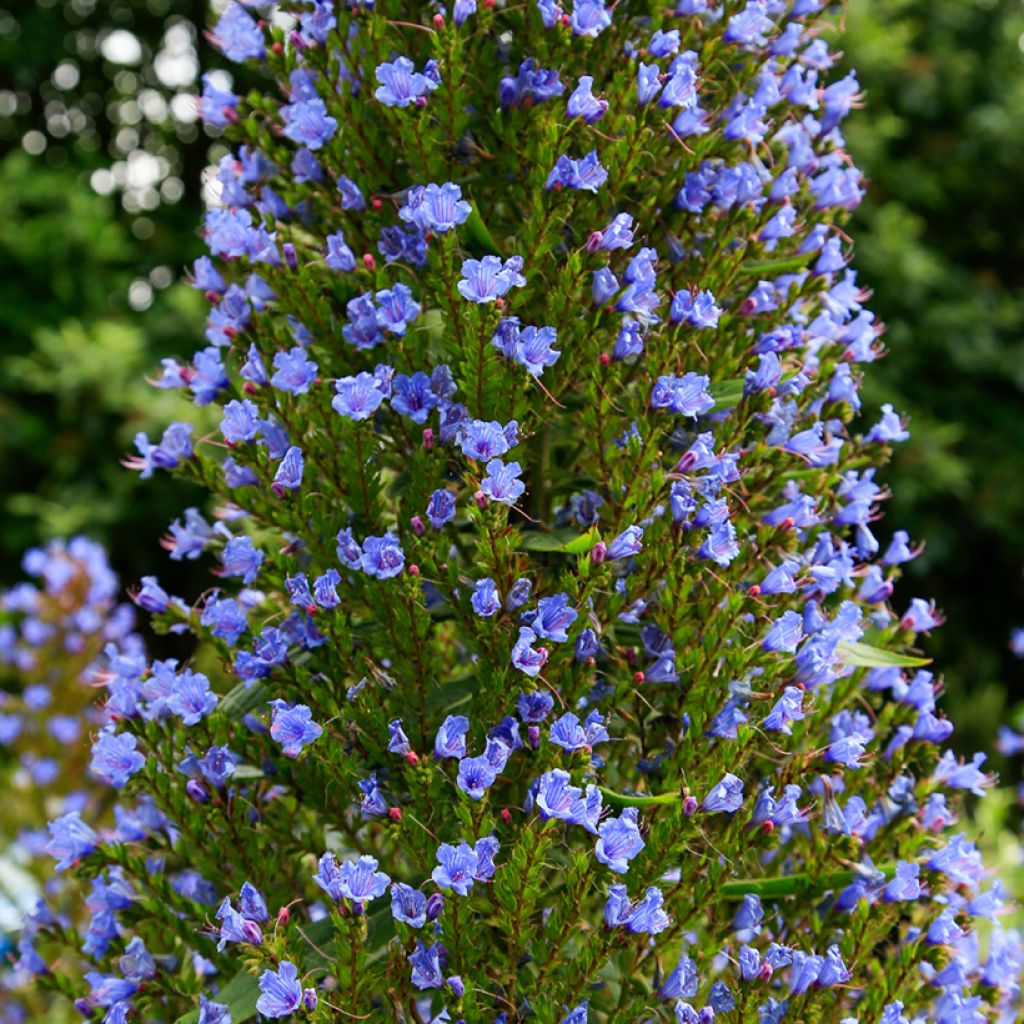 Echium pininana - Tajinaste azul