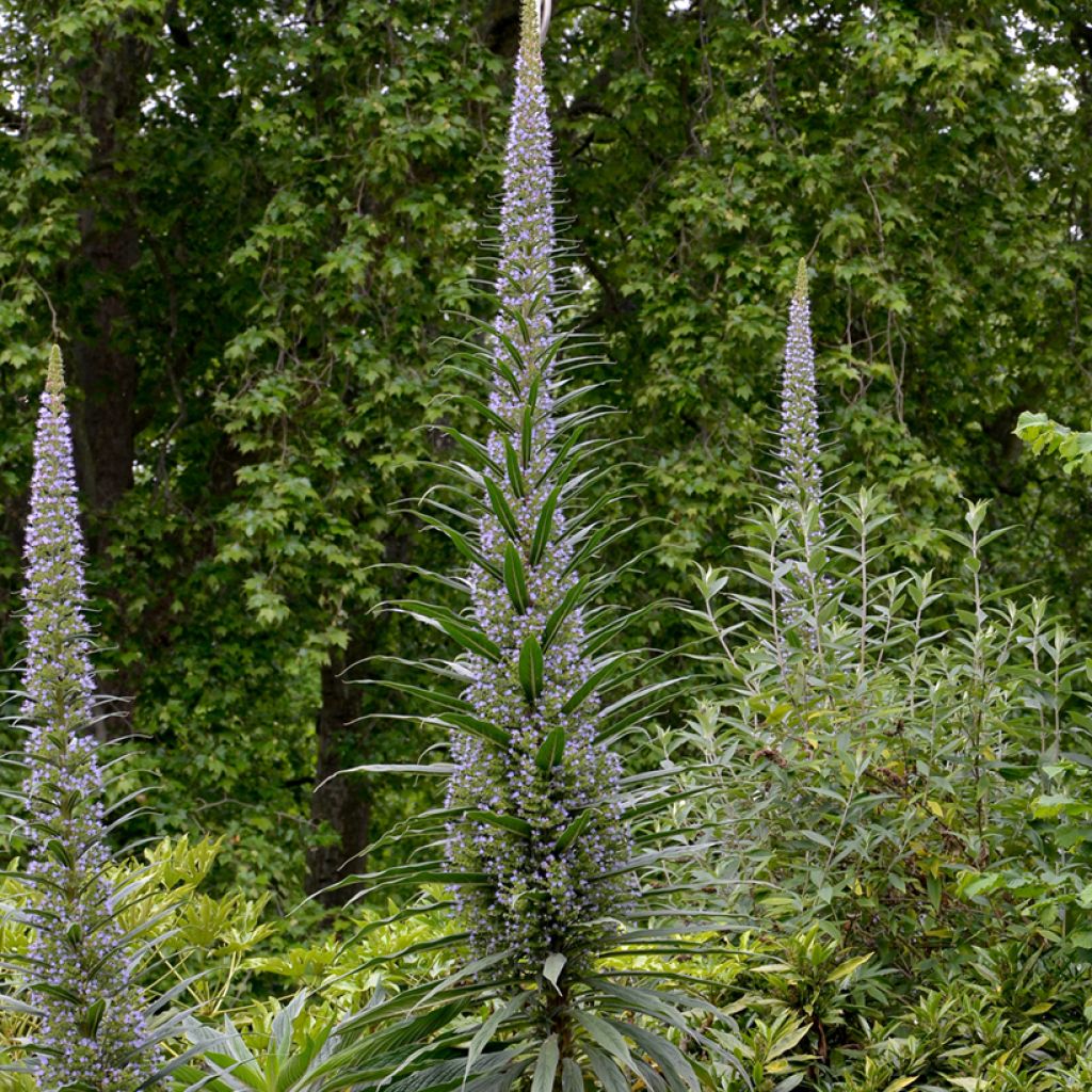 Echium pininana - Tajinaste azul