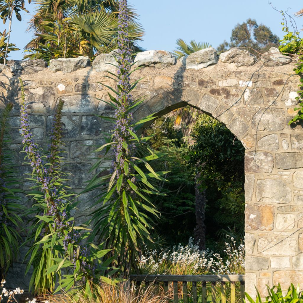 Echium pininana - Tajinaste azul