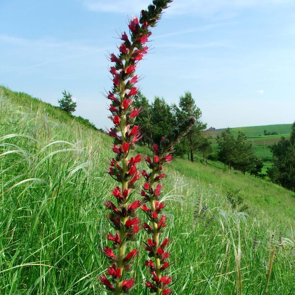 Echium russicum -  Vipérine