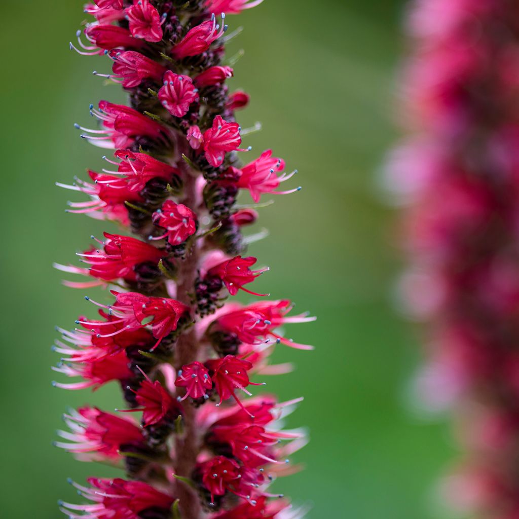 Echium russicum - Tajinaste