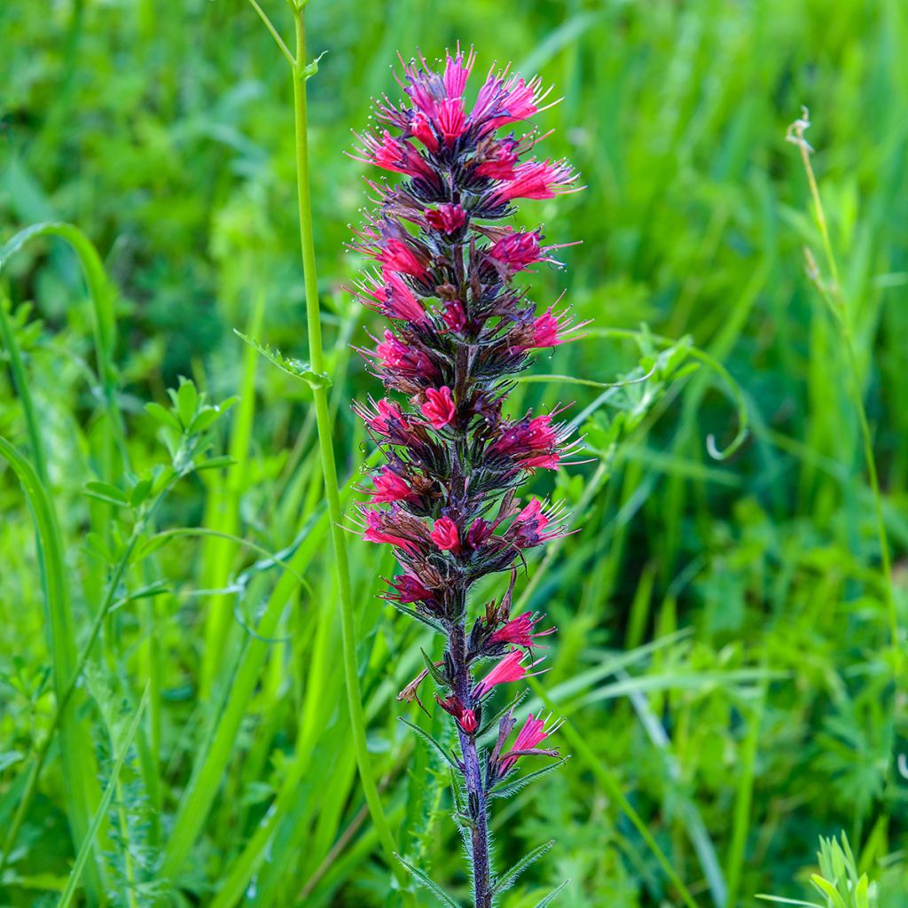 Echium russicum - Tajinaste