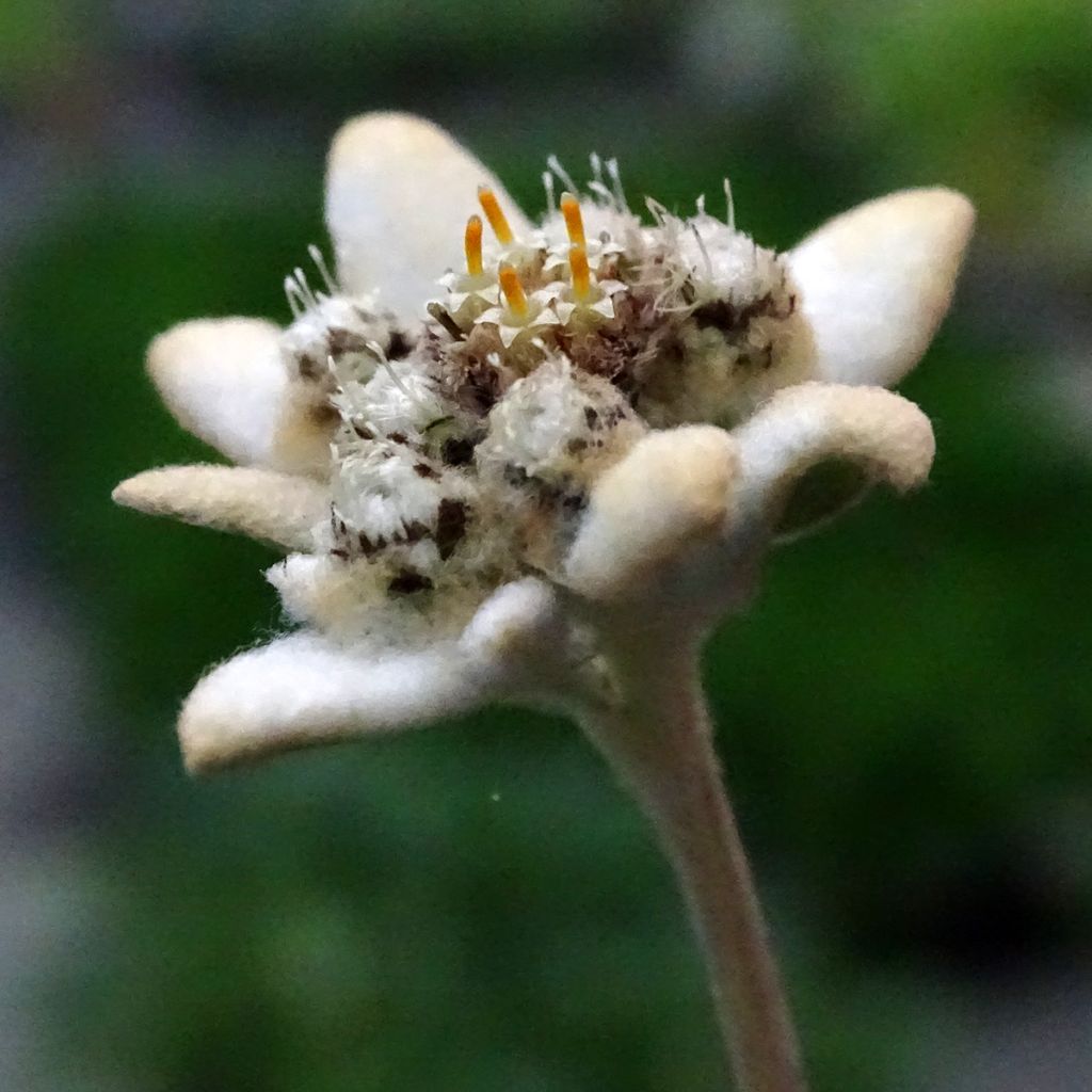 Leontopodium alpinum - Flor de las nieves