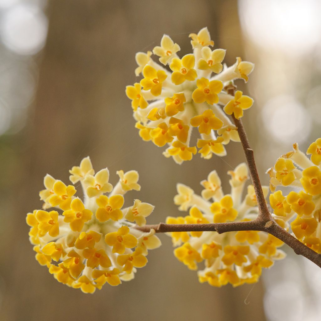 Edgeworthia chrysantha - Arbusto del papel