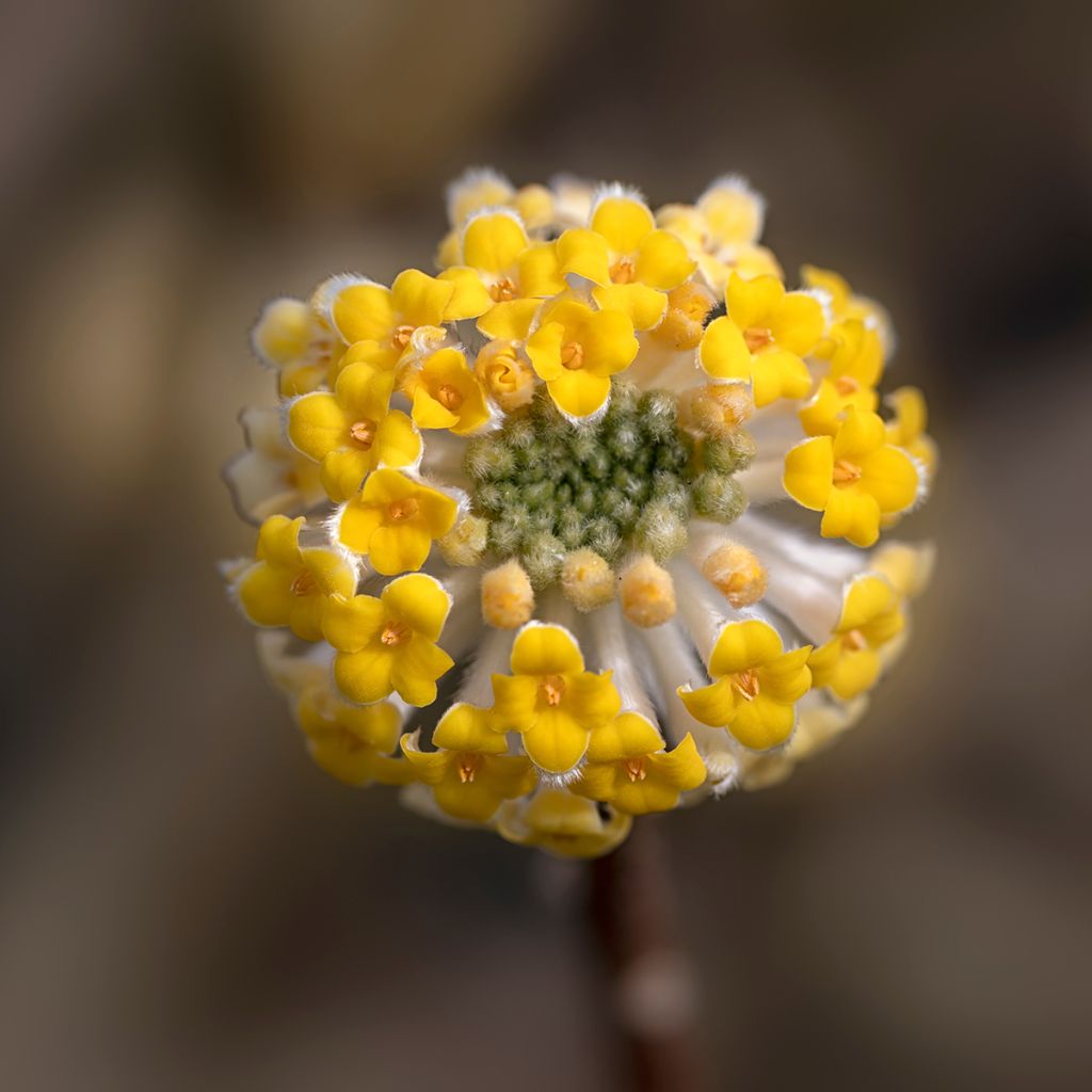 Edgeworthia chrysantha - Arbusto del papel