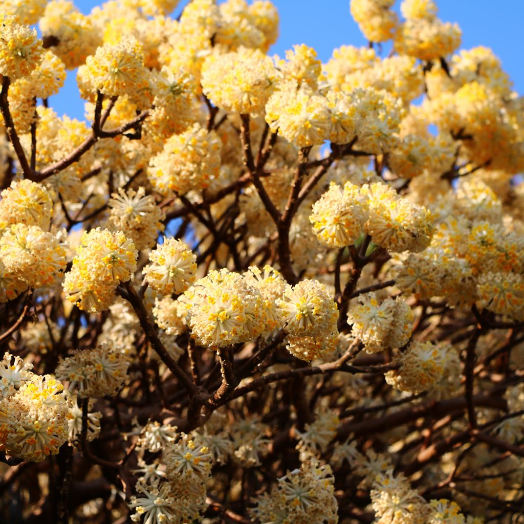 Edgeworthia chrysantha - Arbusto del papel