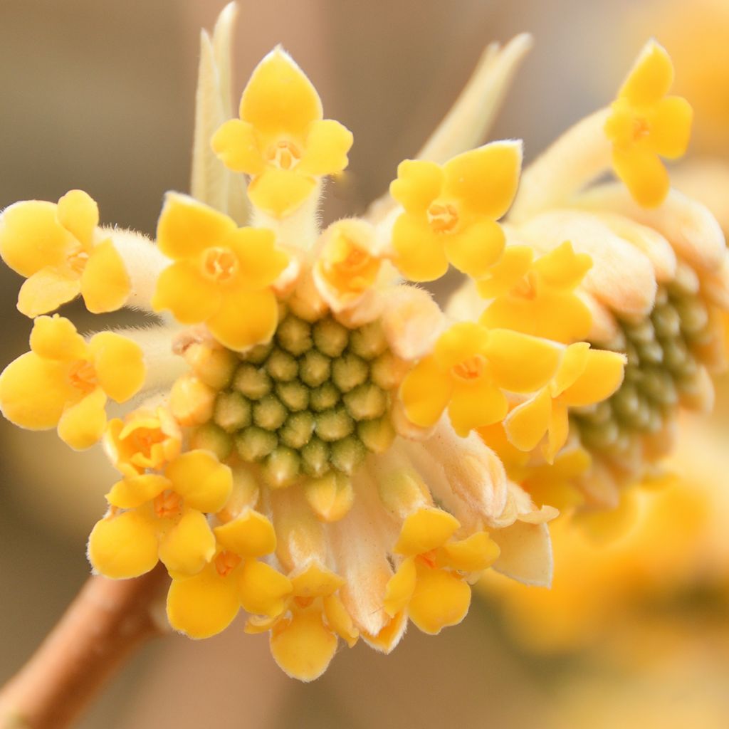 Edgeworthia chrysantha - Arbusto del papel