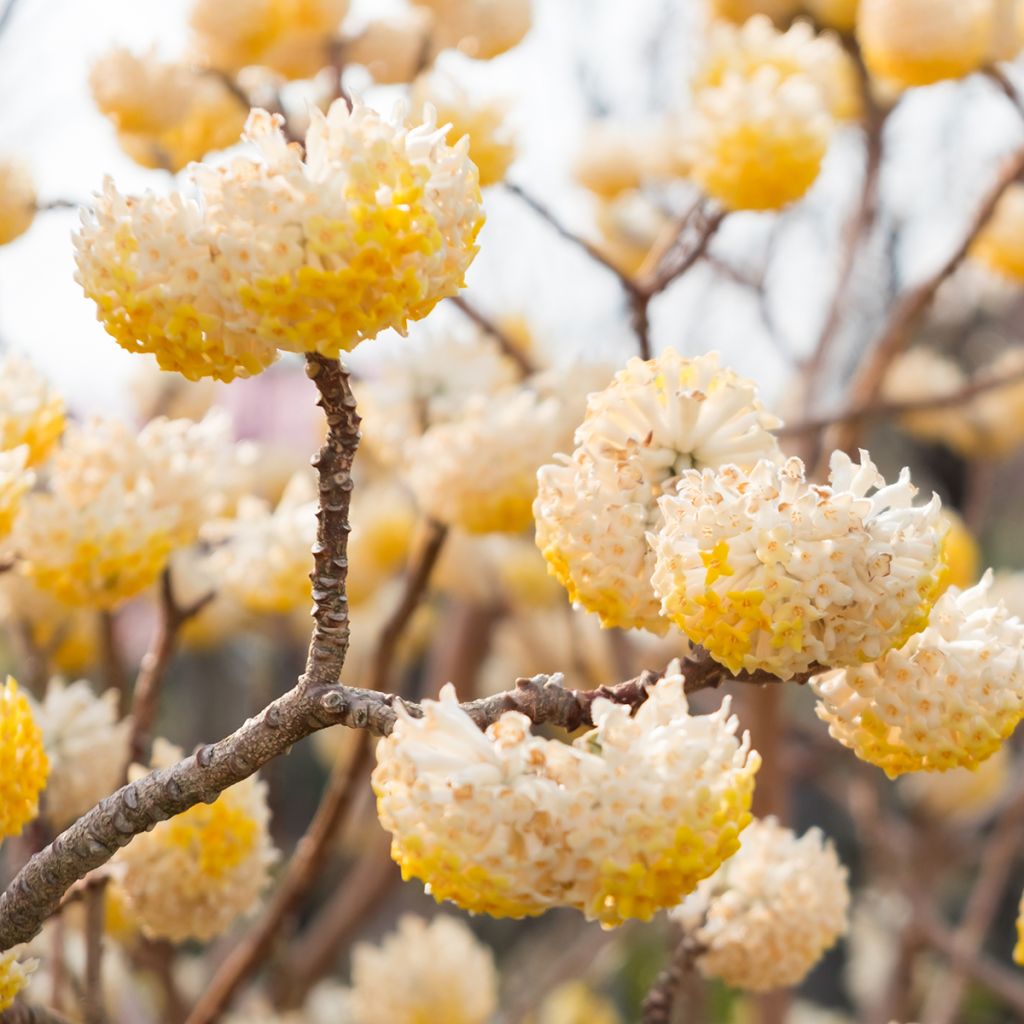 Edgeworthia chrysantha - Arbusto del papel