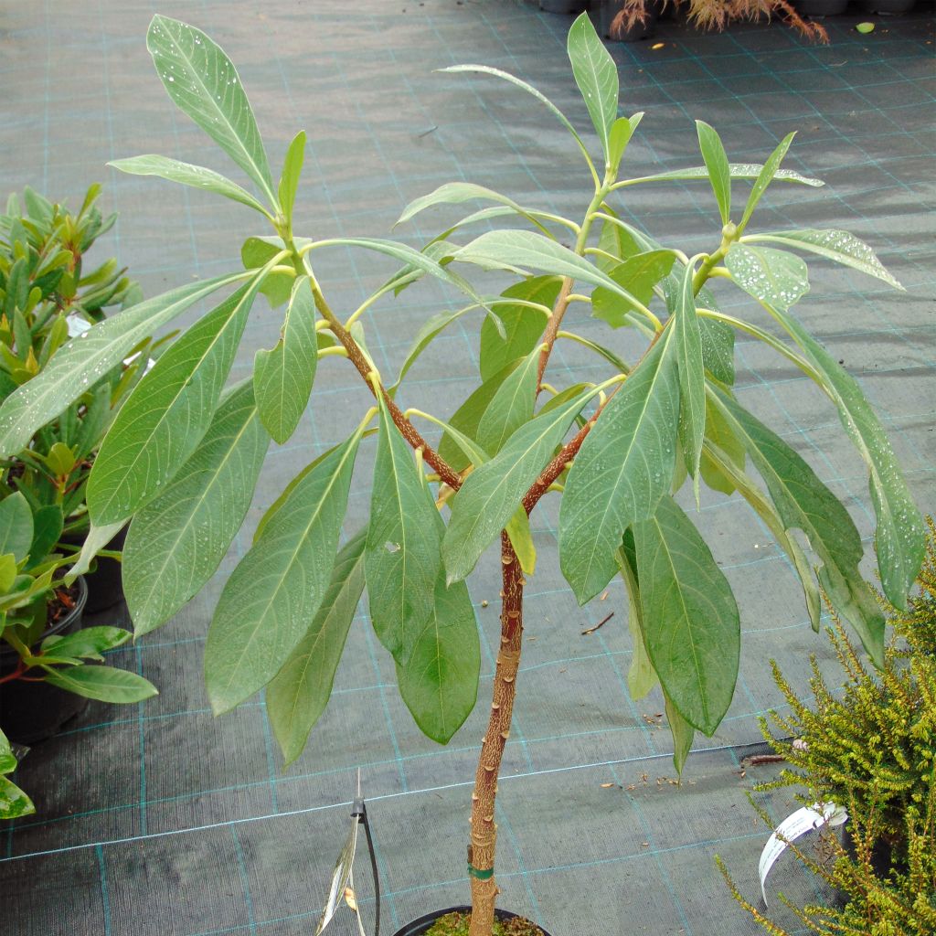 Edgeworthia chrysantha Nanjing Gold - Buisson à papier