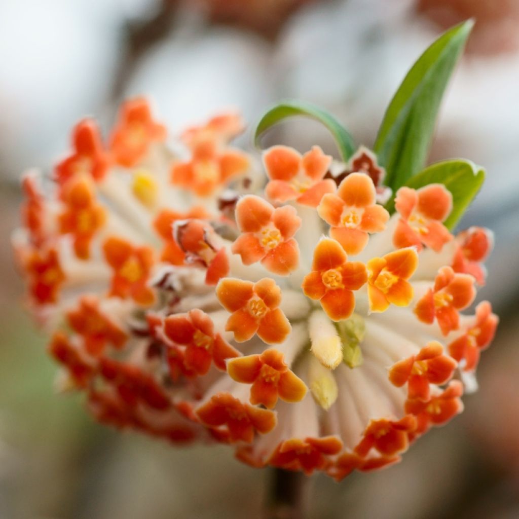 Edgeworthia chrysantha Red Dragon Akebono - Arbusto del papel