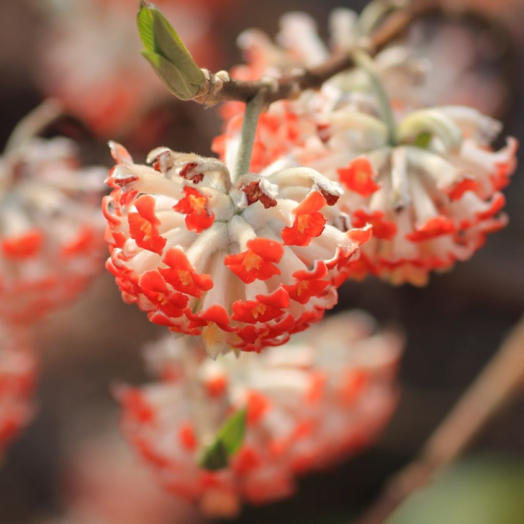 Edgeworthia chrysantha Red Dragon Akebono - Arbusto del papel