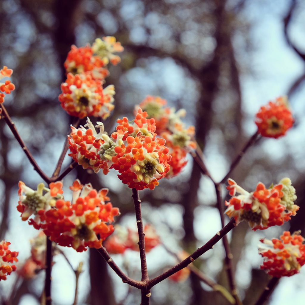 Edgeworthia chrysantha Red Dragon Akebono - Arbusto del papel