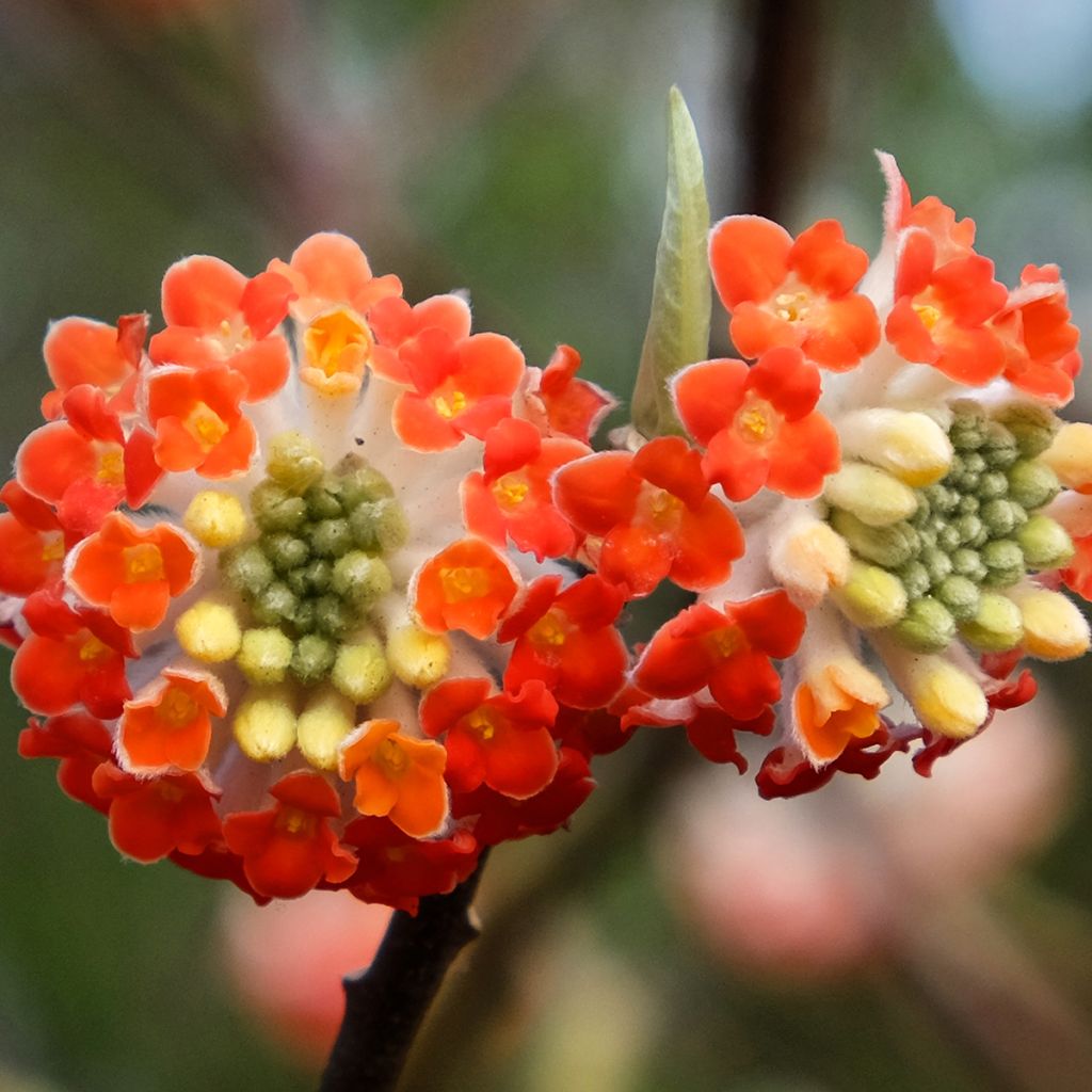 Edgeworthia chrysantha Red Dragon Akebono - Arbusto del papel