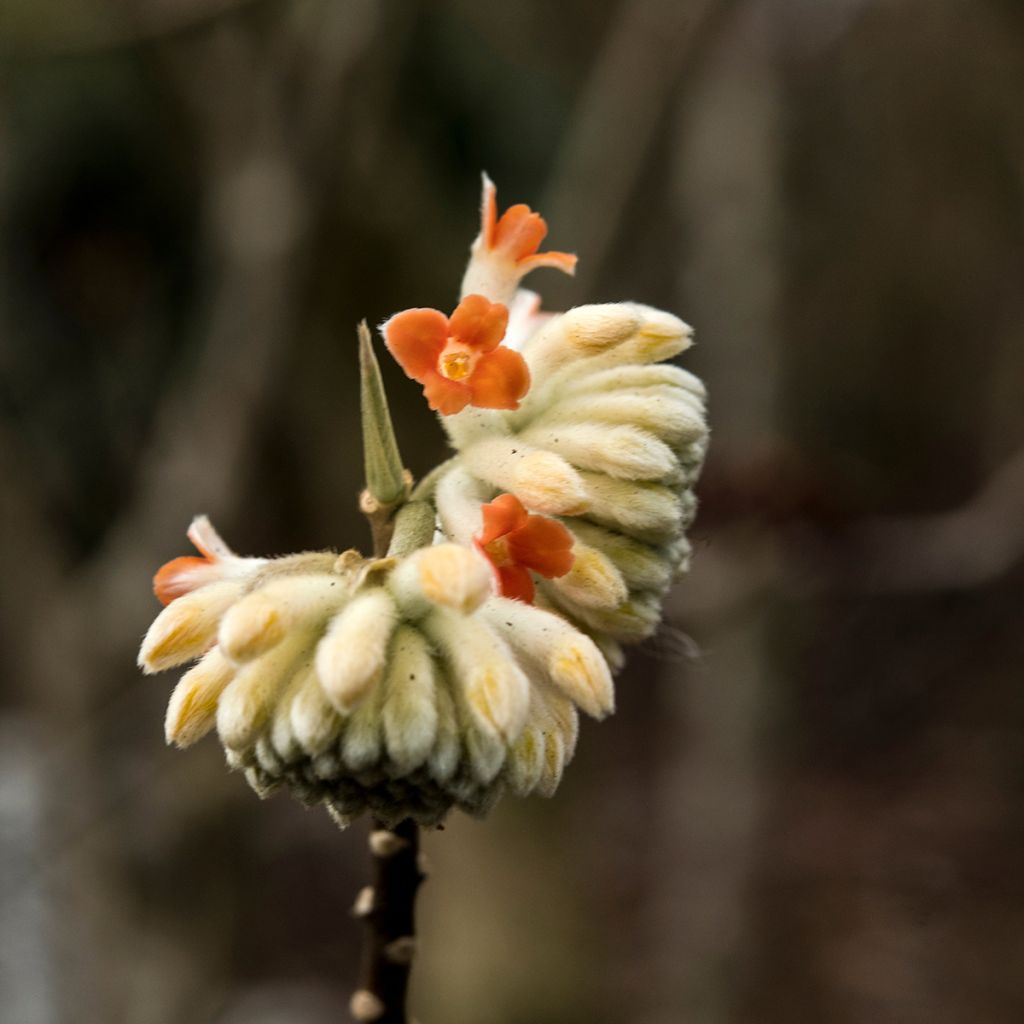 Edgeworthia chrysantha Red Dragon Akebono - Arbusto del papel