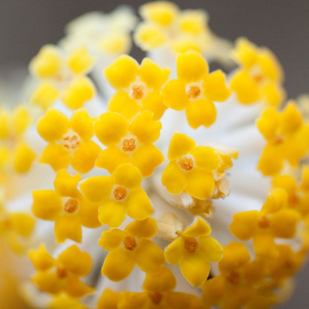 Edgeworthia chrysantha - Arbusto del papel