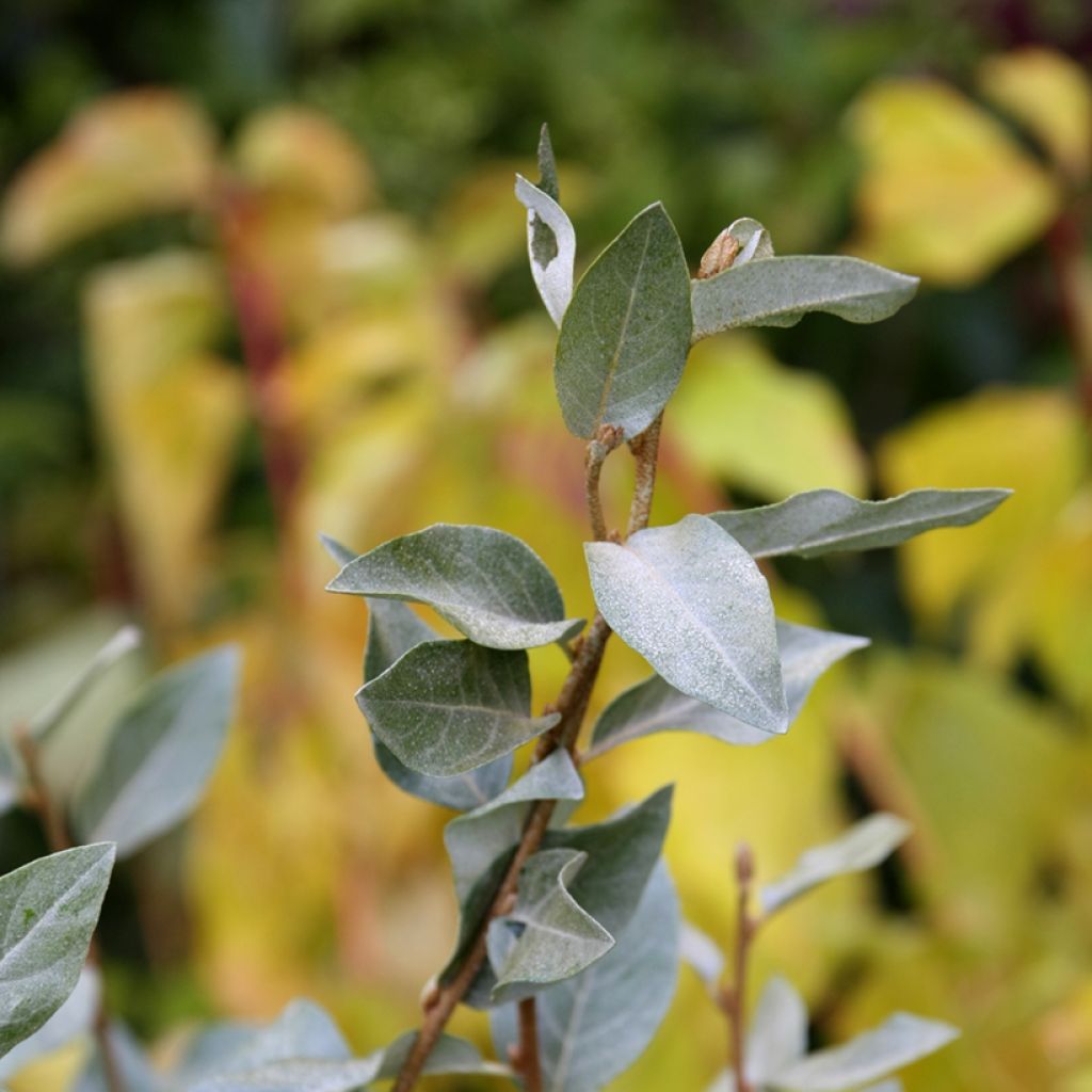 Elaeagnus commutata Zempin