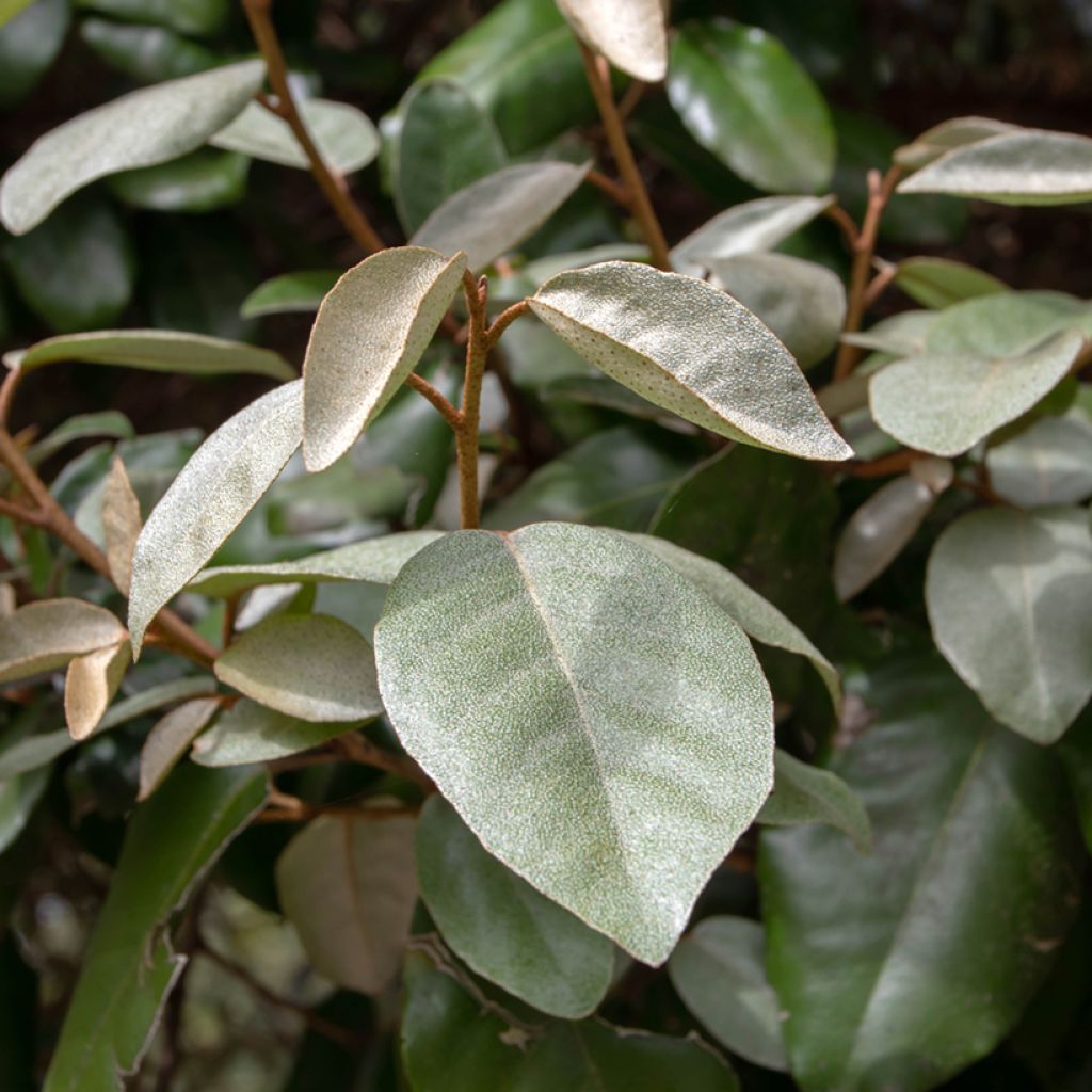 Elaeagnus ebbingei