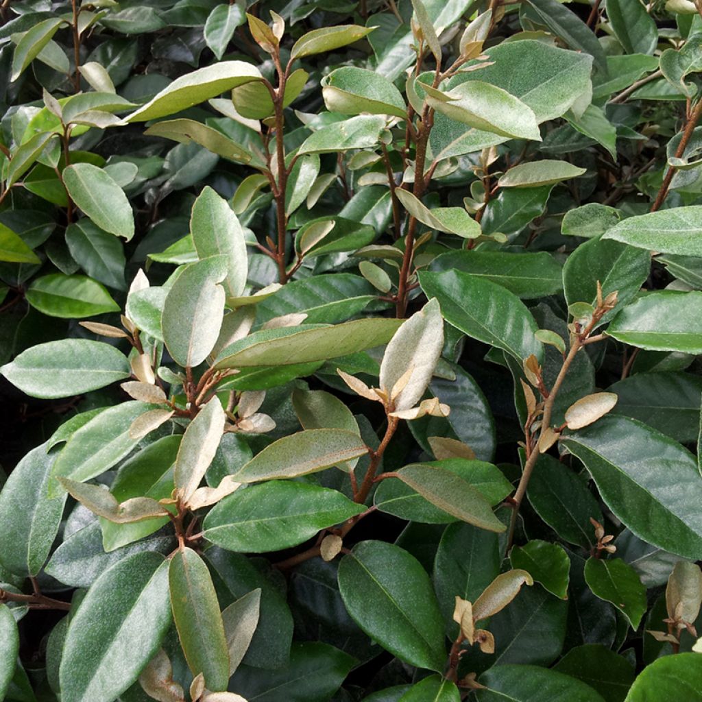 Elaeagnus ebbingei