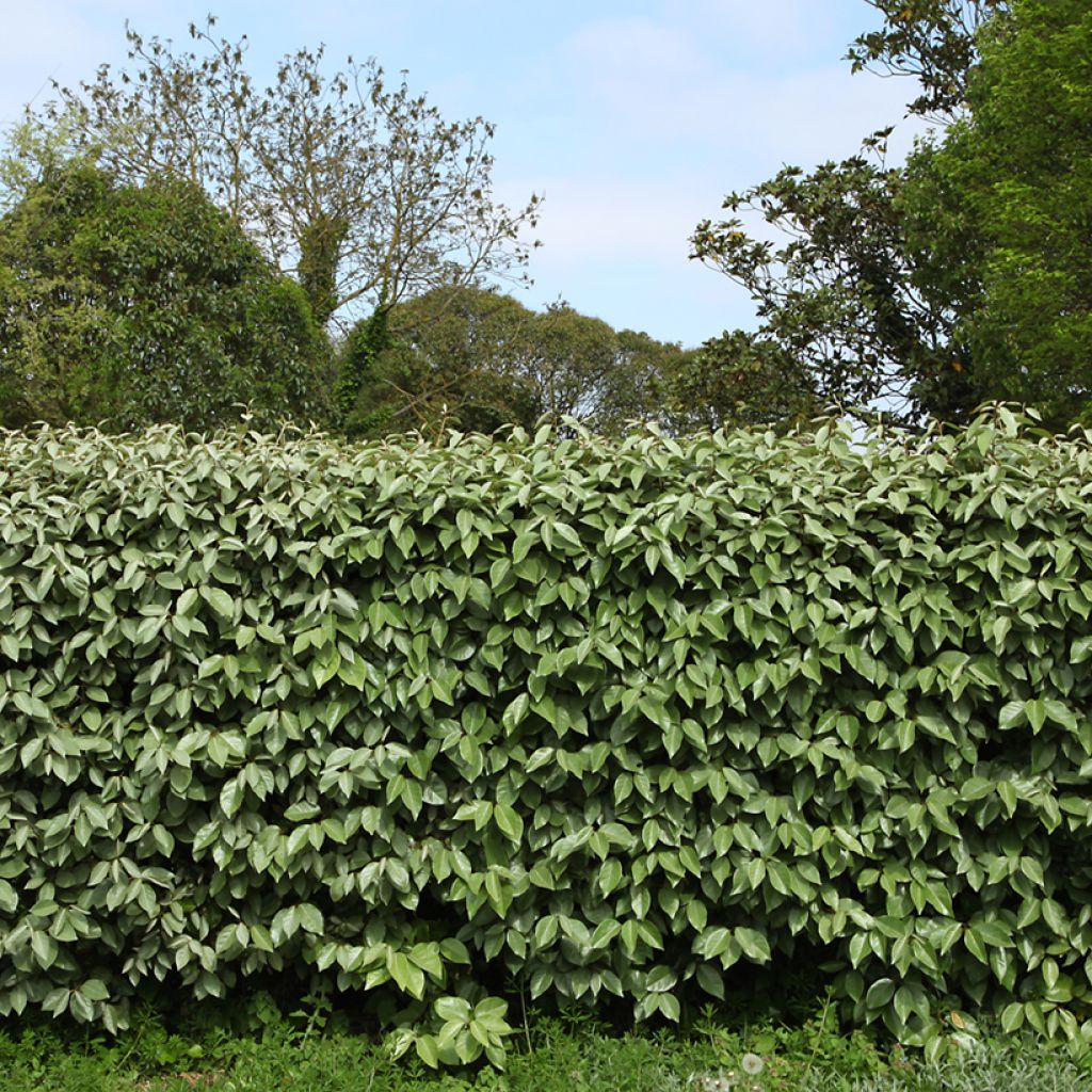 Elaeagnus ebbingei